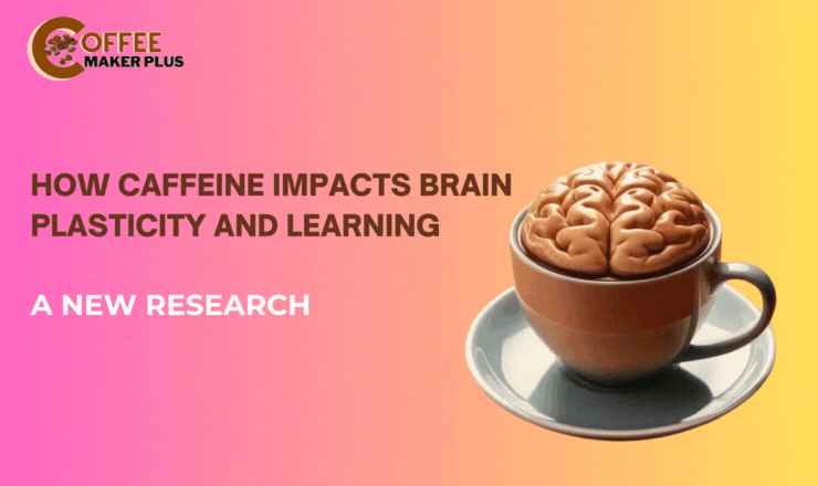 How Caffeine Impacts Brain Plasticity and Learning: A New Study